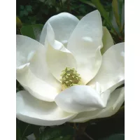 Örökzöld díszfák