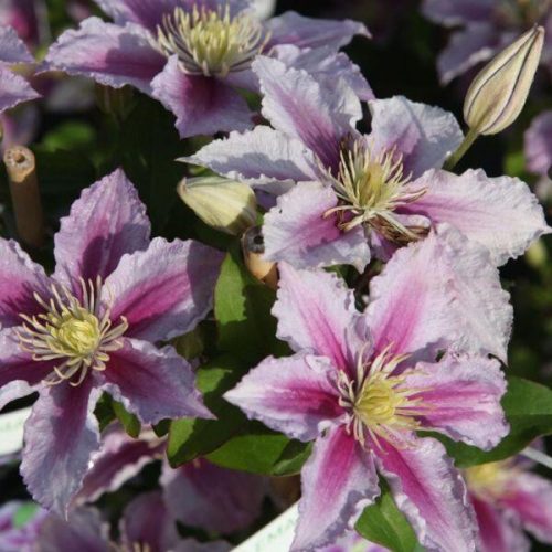 KLEMATISZ / ISZALAG - CLEMATIS 'Piilu'