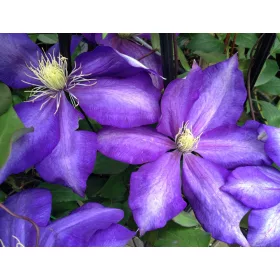 KLEMATISZ / ISZALAG - Clematis ‘Daniel Deronda’