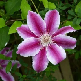 KLEMATISZ / ISZALAG - Clematis ‘Doctor Ruppel’