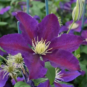 KLEMATISZ / ISZALAG - Clematis 'The Vagabond'