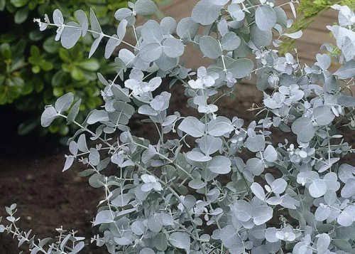 Havasi eukaliptusz - EUCALYPTUS GUNNII