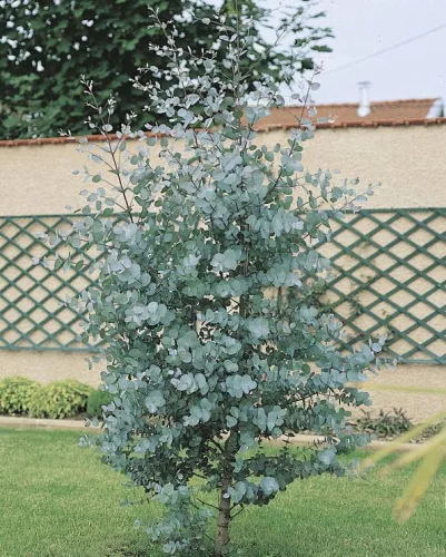Havasi eukaliptusz - EUCALYPTUS GUNNII