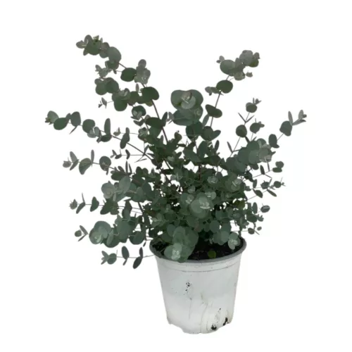 Havasi eukaliptusz - EUCALYPTUS GUNNII