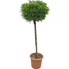 Japán ciprus - 'Cryptomeria japonica'