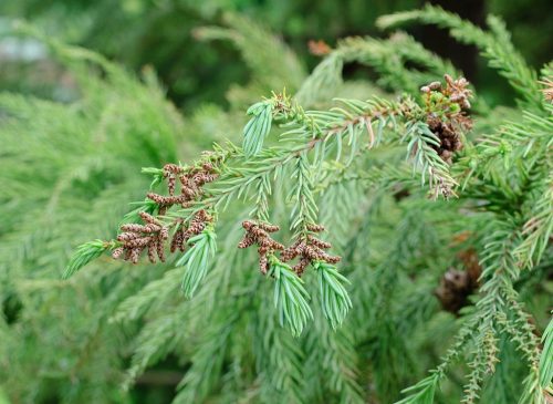 Japán ciprus - 'Cryptomeria japonica'