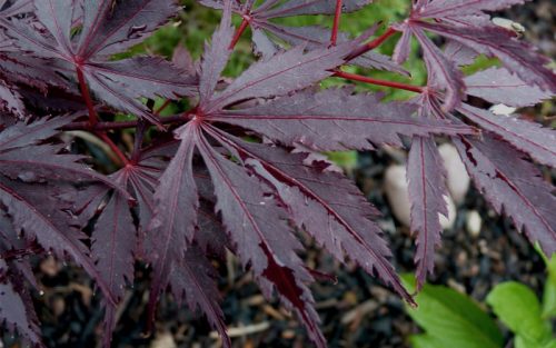 Acer palmatum ’Black Lace' - Japán juhar cserje