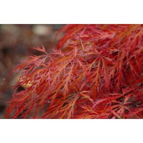 Acer palmatum 'Garnet' - Japán juhar cserje