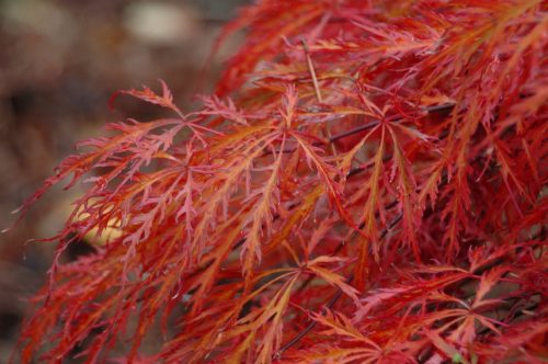 Acer palmatum 'Garnet' - Japán juhar cserje