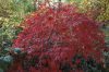 Acer palmatum 'Garnet' - Japán juhar cserje