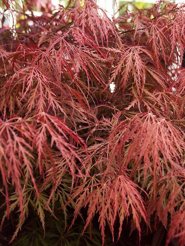 Acer palmatum 'Garnet' - Japán juhar cserje