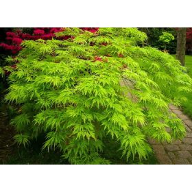 Acer palmatum 'Dissectum' – Japán juhar cserje