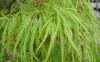 Acer palmatum 'Dissectum' – Japán juhar cserje
