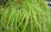 Acer palmatum 'Dissectum' – Japán juhar cserje
