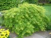Acer palmatum 'Dissectum' – Japán juhar cserje