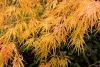 Acer palmatum 'Dissectum' – Japán juhar cserje