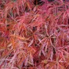 Acer palmatum 'Dissectum' – Japán juhar cserje