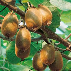 Öntermékeny kivi - Actinidia deliciosa 