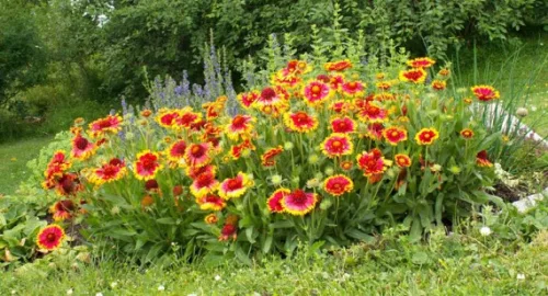 Kokárdavirág - Gaillardia