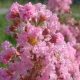  Kínai selyemmirtusz - Lagerstroemia indica 'Petite Pink' 