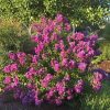  Kínai selyemmirtusz - Lagerstroemia indica 'Petite Pink' 