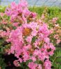  Kínai selyemmirtusz - Lagerstroemia indica 'Petite Pink' 