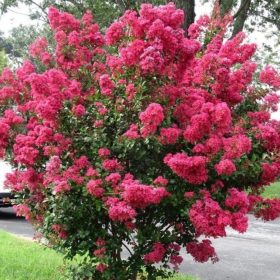   Kínai selyemmirtusz - Lagerstroemia indica 'Red Imperator'