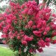 Kínai selyemmirtusz - Lagerstroemia indica 'Red Imperator'