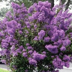   Kínai selyemmirtusz- Lagerstromia indica 'Petit Orchid'