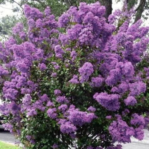 Kínai selyemmirtusz- Lagerstromia indica 'Petit Orchid'