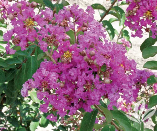 Kínai selyemmirtusz- Lagerstromia indica 'Petit Orchid'