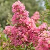 Kínai selyemmirtusz (lazacszínű) - Lagerstroemia indica 'Comanche' 