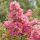 Kínai selyemmirtusz (lazacszínű) - Lagerstroemia indica 'Comanche' 