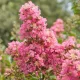Kínai selyemmirtusz (lazacszínű) - Lagerstroemia indica 'Comanche' 