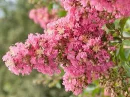Kínai selyemmirtusz (lazacszínű) - Lagerstroemia indica 'Comanche' 