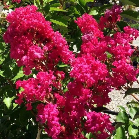  Kínai selyemmirtusz - Lagerstroemia 'Tonto' 