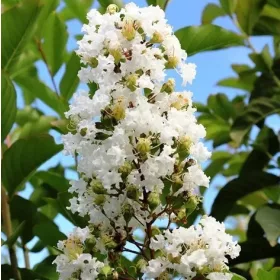   Kínai selyemmirtusz - Lagerstroemia hybrida 'Natchez'