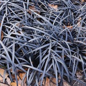    Kígyószakáll  -  Ophiopogon planiscapus ‘Nigrescens’ 