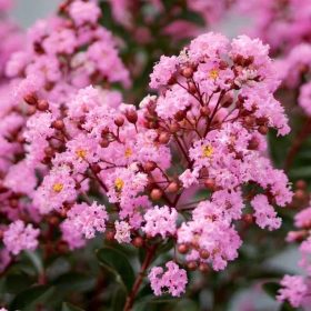   Kínai selyemmírtusz - Lagerstroemia indica - "Eveline"