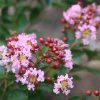 Kínai selyemmírtusz - Lagerstroemia indica - "Eveline"