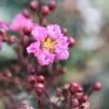 Kínai selyemmírtusz - Lagerstroemia indica - "Eveline"