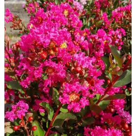   Kínai selyemmírtusz - Lagerstroemia indica - "With Love Kiss" 
