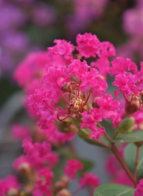 Kínai selyemmírtusz - Lagerstroemia indica - "With Love Kiss" 