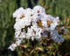 Kínai selyemmírtusz - Lagerstroemia indica - "With Love Virgin"