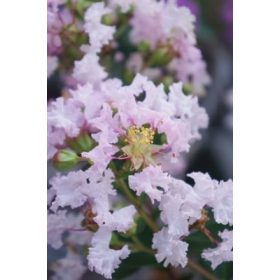   Kínai selyemmírtusz - Lagerstroemia indica  - "With Love Babe"