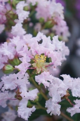 Kínai selyemmírtusz - Lagerstroemia indica  - "With Love Babe"