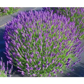 Levendula -  'Lavandula angustifolia'