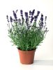 Levendula -  'Lavandula angustifolia'