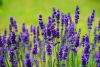 Levendula -  'Lavandula angustifolia'