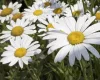 Óriás margitvirág - Leucanthemum maximum